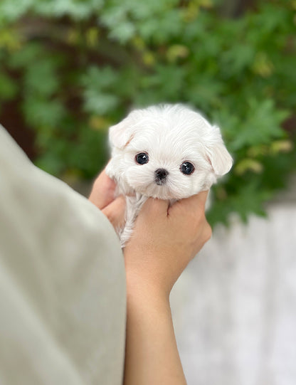 Tea cup Maltese- Maru - I LOVE DOG MAIN