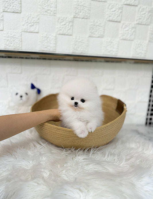 Teacup pomeranian- Sera