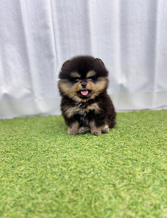 Teacup Blacktan pomeranian- jojo