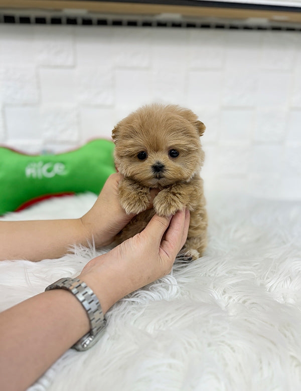 Teacup maltipoo -Rami