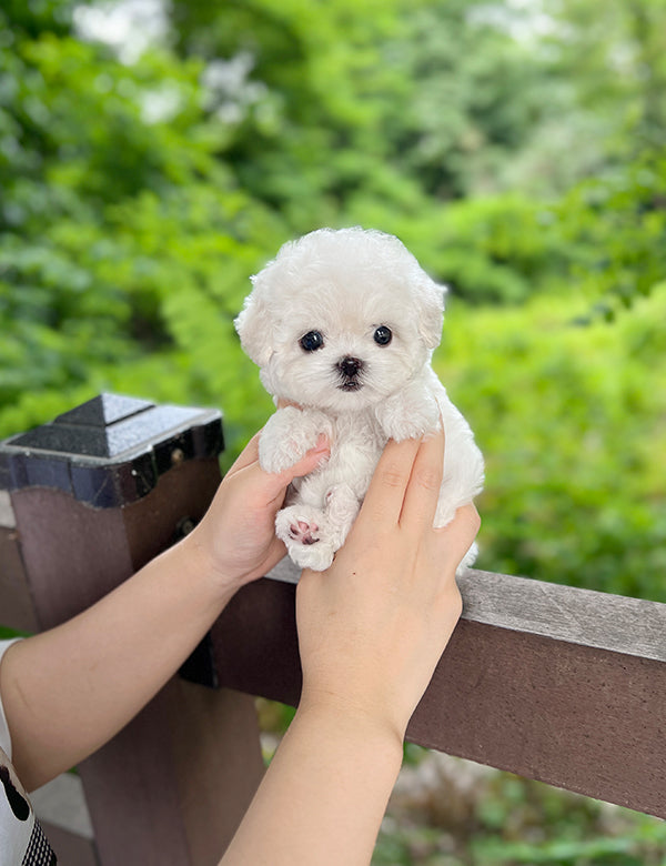 Teacup Bichonfrise -Ruri - I LOVE DOG MAIN