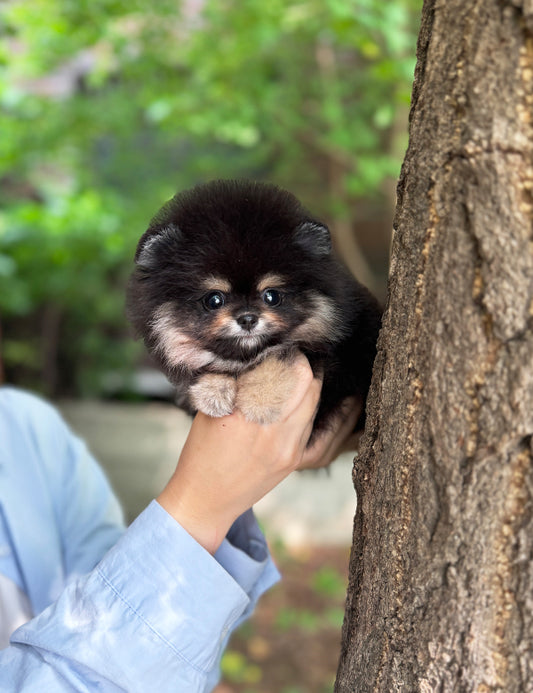 Teacup Blacktan pomeranian- Dongyi