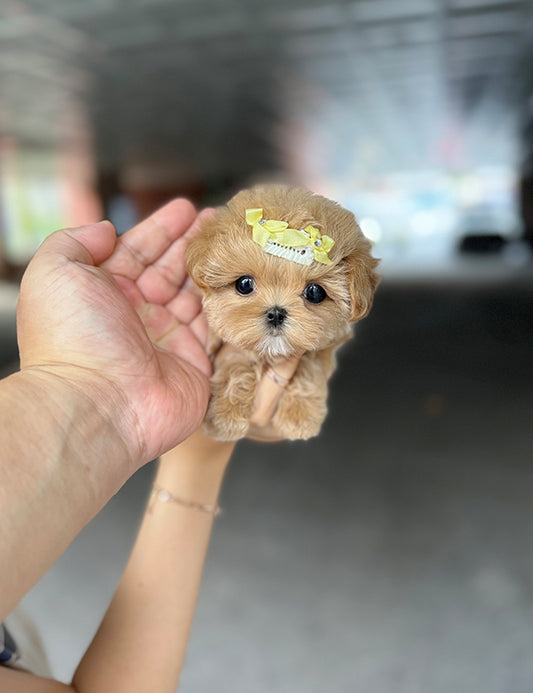 Teacup Maltipoo- hoho