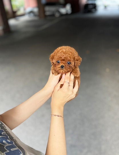 Teacup Redpoodle- momo