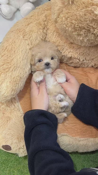 Tea cup Maltipoo-Kuromi