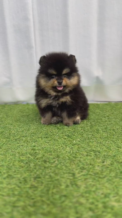 Teacup Blacktan pomeranian- jojo