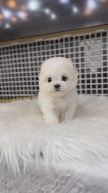 Teacup Bichonfrise -Bicky