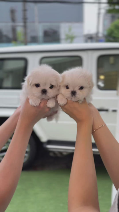 Teacup Maltese -Jeny&Popo