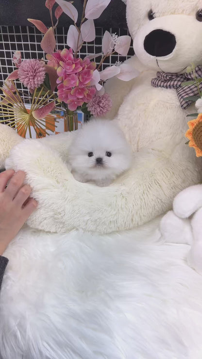 Tea cup pomeranian-Mia