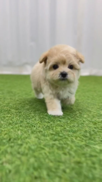 Tea cup Maltipoo-Emma