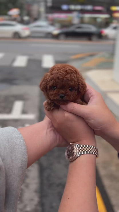 Teacup Redpoodle- Apple