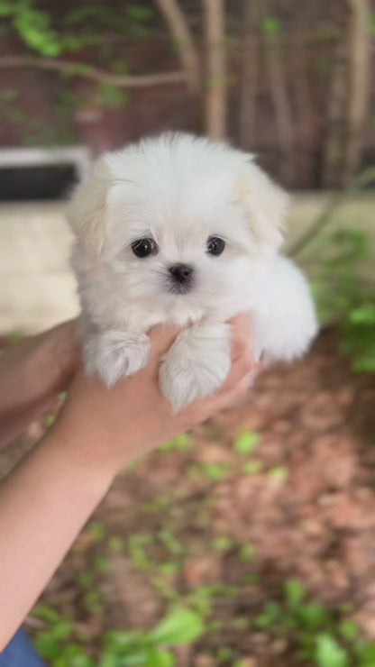 Tea cup Maltese-Zeke