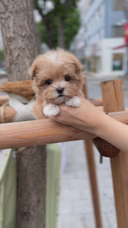 Teacup Maltipoo- Connie