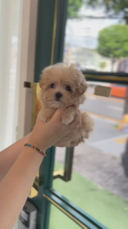 Tea cup Maltipoo- Tara