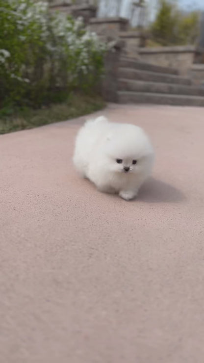 Teacup pomeranian-Tomi