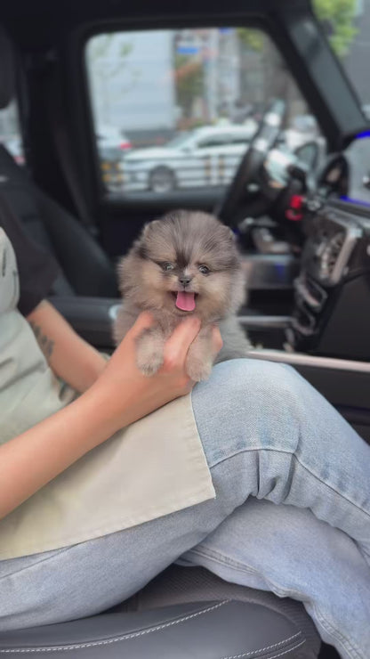 Teacup Bluemul pomeranian- Oreo