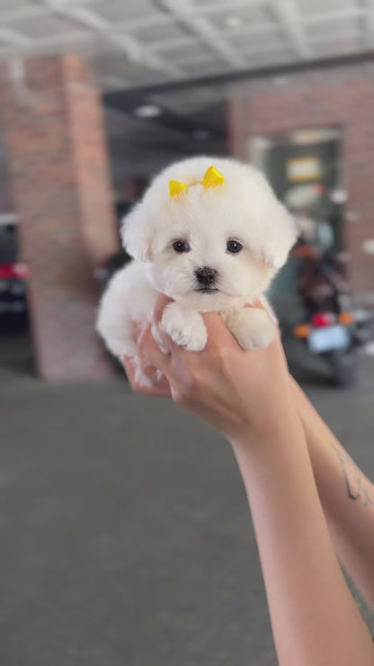 Teacup bichonfrise -Rora