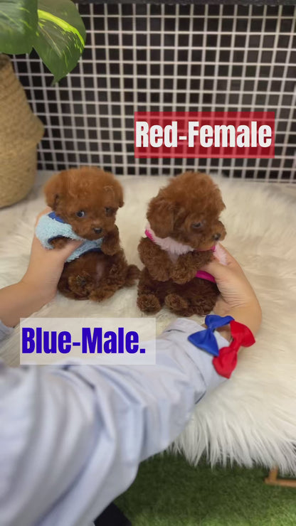 Tea cup Toy Poodle-Cheese