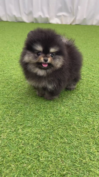 Teacup blacktan pomeranian- Bao