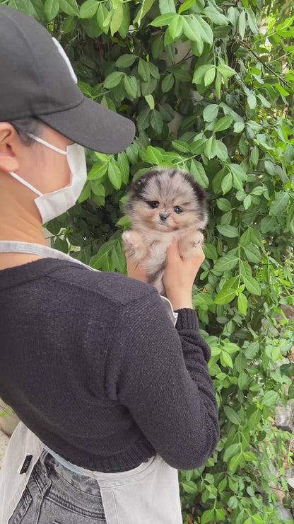 Teacup Pomeranian- Shuki