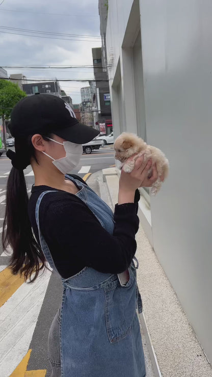 Tea cup maltipoo -Wendy