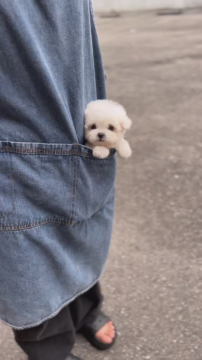 Tea cup Bichonfrise -Riri