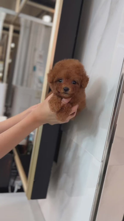 Tea cup poodle-Happy