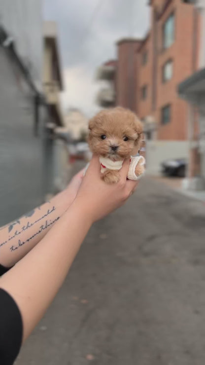 Tea cup Maltipoo- Julie