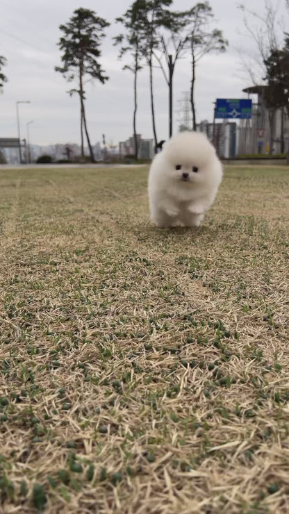 Teacup pomeranian - mongmong