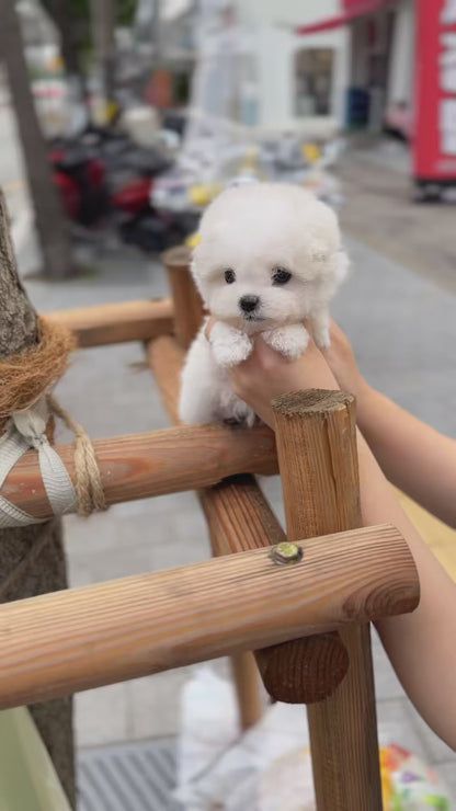 Teacup bichon frise - Mango