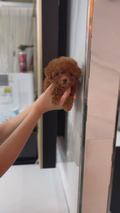 Teacup Redpoodle- Hena