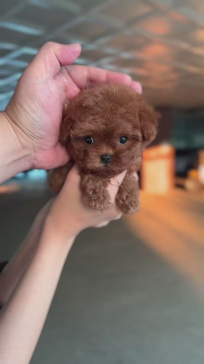 Teacup Redpoodle- Coffe