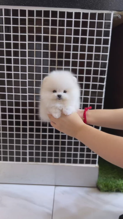 Tea cup Pomeranian-Mochi