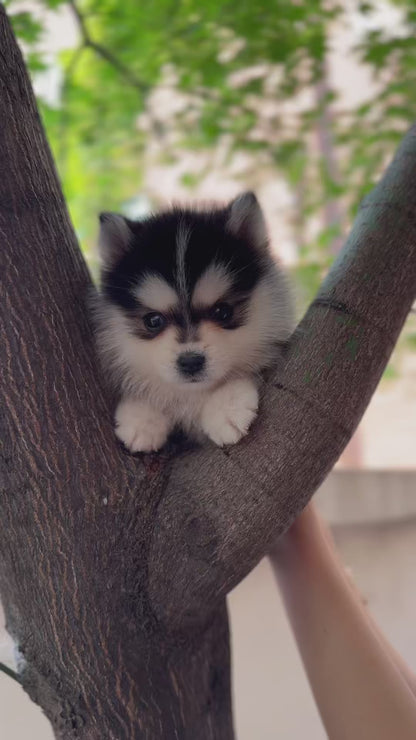 Teacup Pomsky -Sori