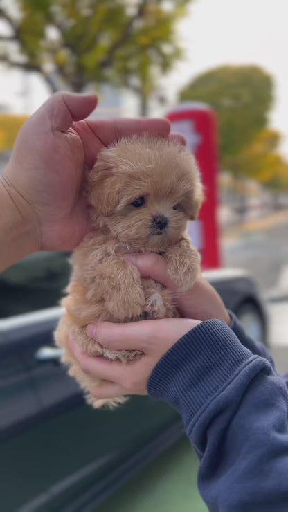 Tea cup Maltipoo-Mumu