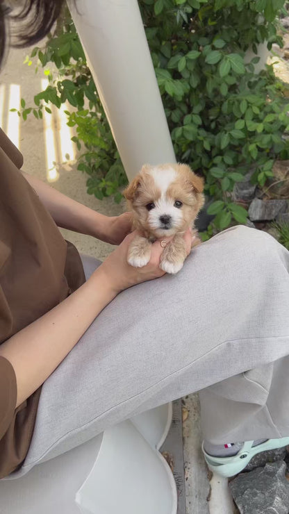 Tea cup Maltipoo-Nero