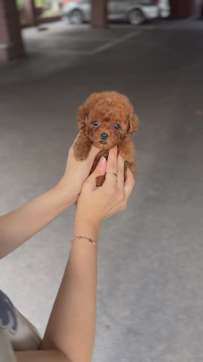 Teacup Redpoodle- momo