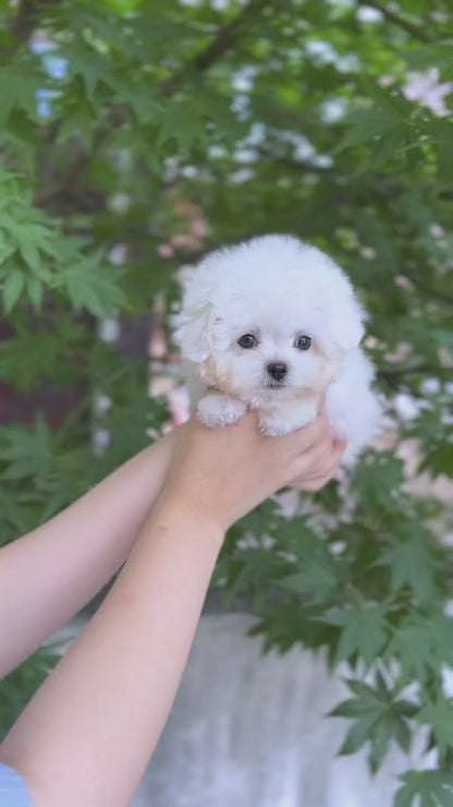 Tea cup Bichonfrise-Nabi