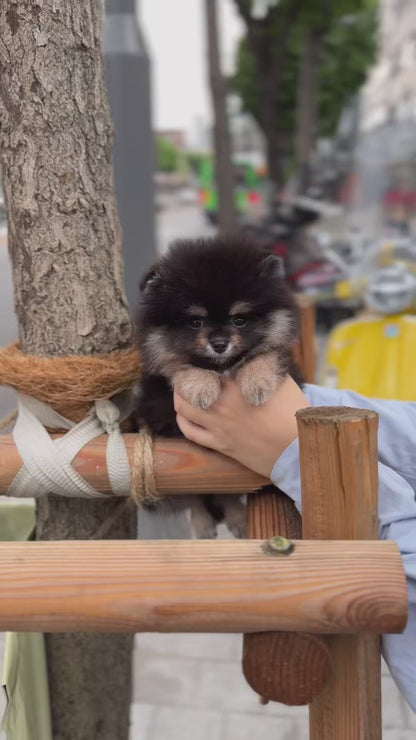 Teacup Blacktan pomeranian- Dongyi