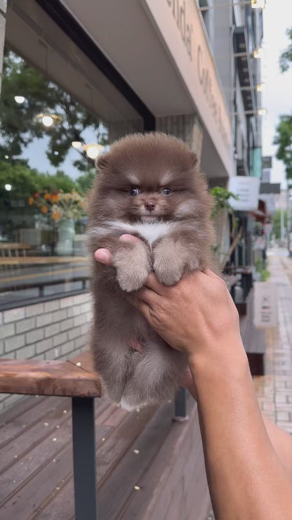 Teacup Pomeranian- Rai