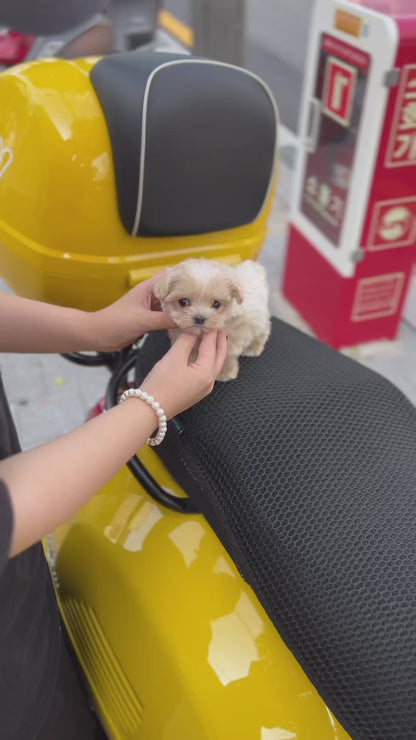 Tea cup Maltipoo-Mingki