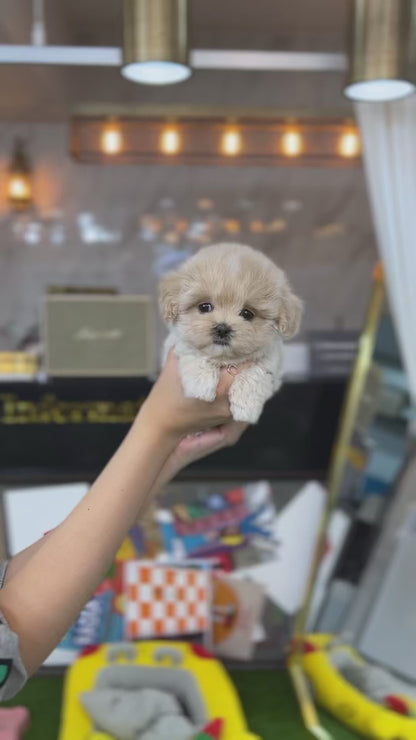 Tea cup Maltipoo- Becky