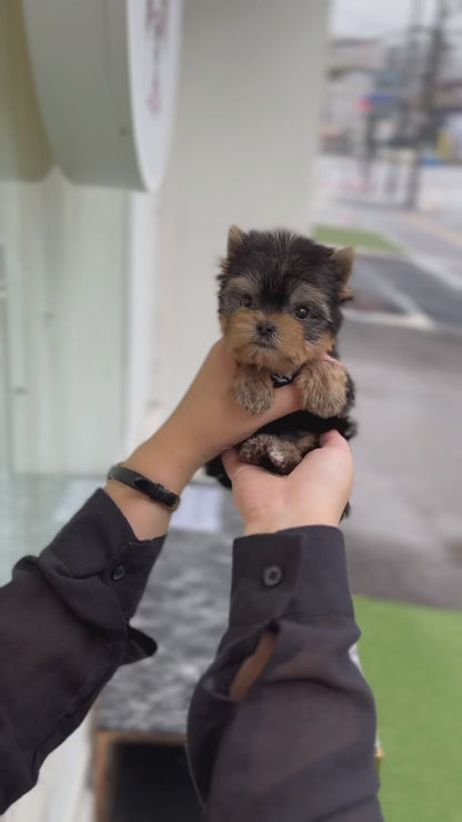 Tea cup Yorkshire Terrier-Theo