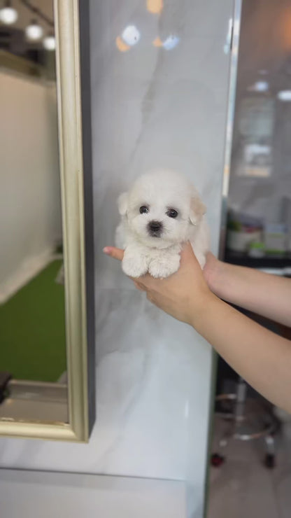 Tea cup Bichonfrise -Vanilla