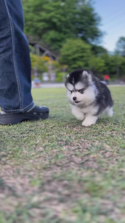 Teacup Pomsky -Shine