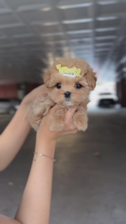 Teacup Maltipoo- hoho