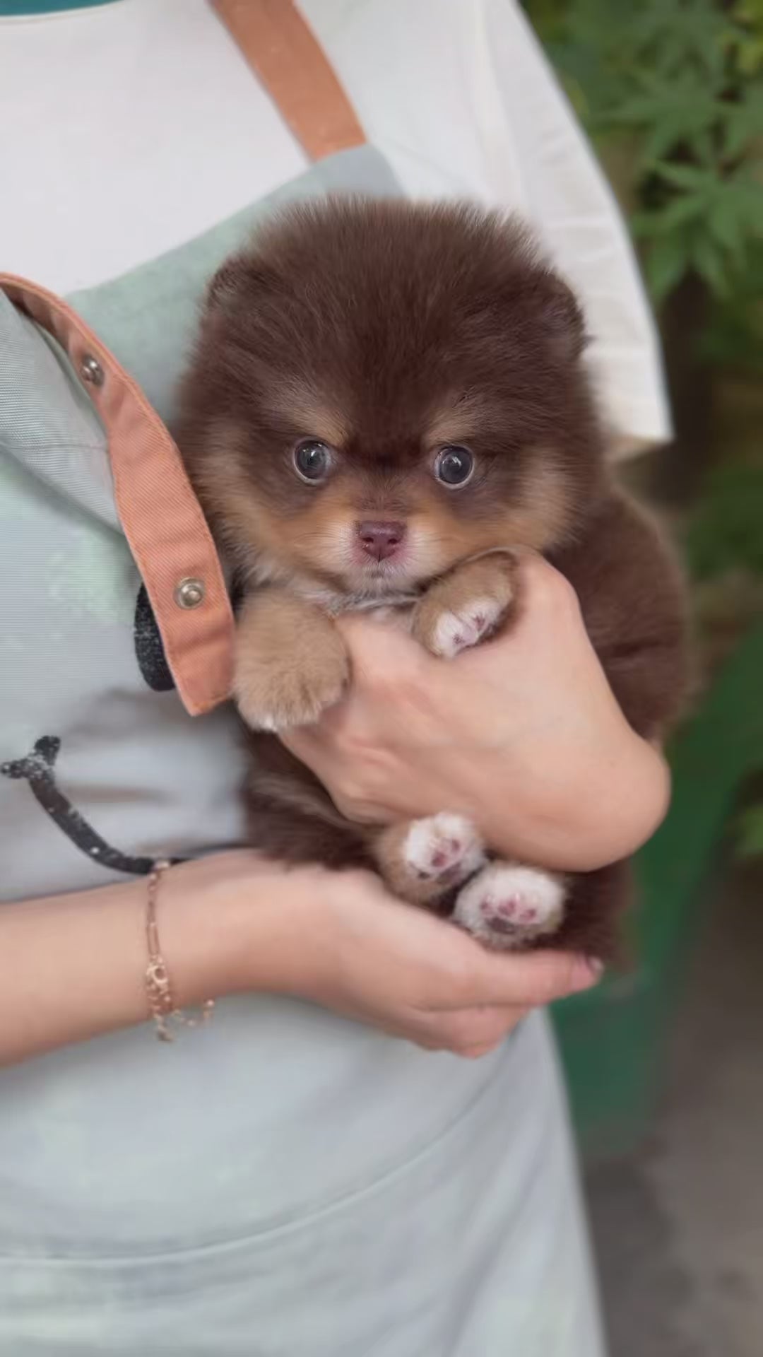 Pomeranian puppy to retailers adulthood