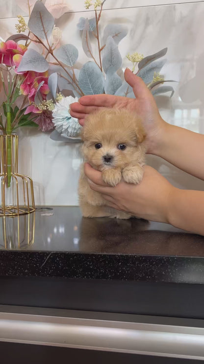 Tea cup Maltipoo- Shark