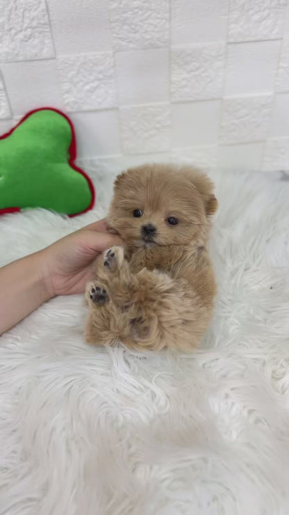 Teacup maltipoo -Rami