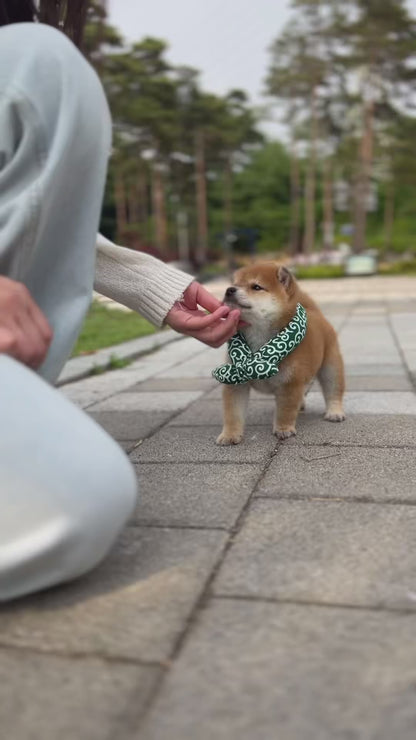 Shiba Inu - dango